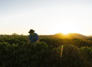 Agricultura inteligente: IA y gemelos digitales prometen ahorrar agua y transformar los cultivos en México agricultura tecnologia
