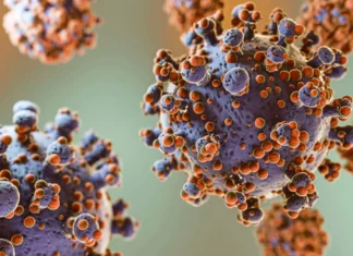 México emite alerta epidemiológica por hantavirus y vigila posibles contagios aletta epidemia hantavirus