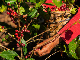 Café sostenible: cómo una taza podría ayudar a proteger la biodiversidad y apoyar comunidades rurales café sostenible