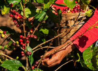 Café sostenible: cómo una taza podría ayudar a proteger la biodiversidad y apoyar comunidades rurales café sostenible