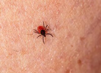 Tu celular podría ayudarte a detectar garrapatas: el truco oculto en la cámara que pocos conocen deteccion garrapatas celular