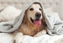 Expo Mascotas 2026 en Puebla: habrá consultas veterinarias gratis, adopciones y actividades para perros y gatos Expo Mascotas 2026