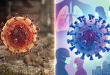 Hantavirus obliga a cuarentenas más largas que el Covid-19, ¿por qué? hantavirus y covid
