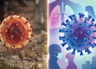 Hantavirus obliga a cuarentenas más largas que el Covid-19, ¿por qué? hantavirus y covid