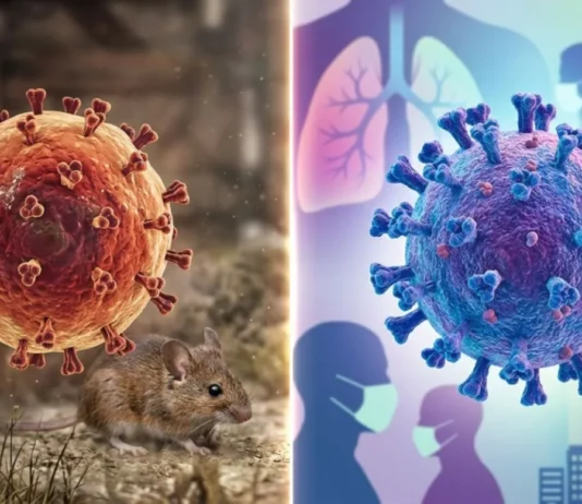 Hantavirus obliga a cuarentenas más largas que el Covid-19, ¿por qué? hantavirus y covid