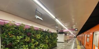 Metro Zócalo tendrá muro verde y plantas vivas como parte de su nueva imagen rumbo al Mundial 2026 muro verde metro