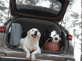 Turismo pet-friendly crecerá rumbo al Mundial 2026, pero 42% teme por el bienestar de sus mascotas noticias Día Mundial del Perro sin Raza