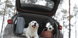 Turismo pet-friendly crecerá rumbo al Mundial 2026, pero 42% teme por el bienestar de sus mascotas noticias Día Mundial del Perro sin Raza