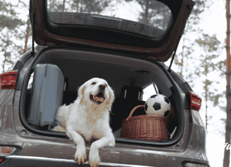 Turismo pet-friendly crecerá rumbo al Mundial 2026, pero 42% teme por el bienestar de sus mascotas noticias Día Mundial del Perro sin Raza