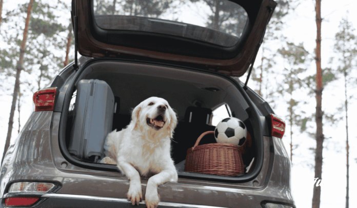 noticias Día Mundial del Perro sin Raza
