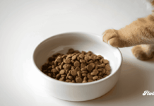 Salmón y nutrición felina: el ingrediente que gana terreno para mejorar el bienestar de los gatos noticias croquetas salmon