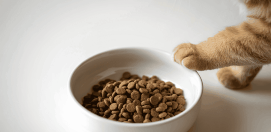 Salmón y nutrición felina: el ingrediente que gana terreno para mejorar el bienestar de los gatos noticias croquetas salmon