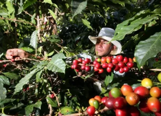 Chiapas domina el café mexicano: aporta más del 50% de la producción nacional y fortalece su liderazgo agrícola produccion cafe chiapas