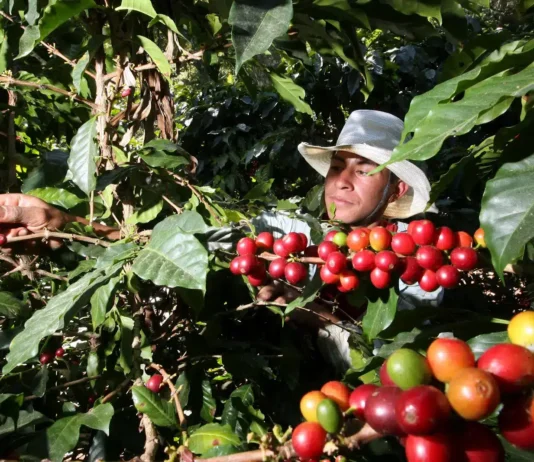 Chiapas domina el café mexicano: aporta más del 50% de la producción nacional y fortalece su liderazgo agrícola produccion cafe chiapas