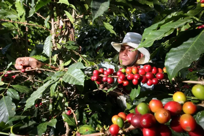 produccion cafe chiapas