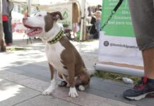 El CanFest 2026 llega a CDMX El CanFest 2026 llega a CDMX