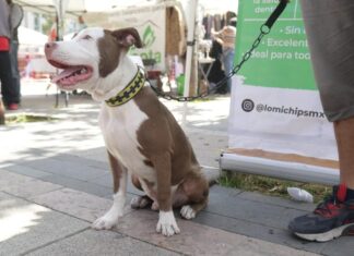El CanFest 2026 llega a CDMX El CanFest 2026 llega a CDMX