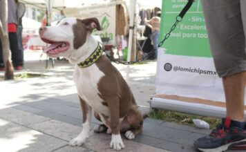 El CanFest 2026 llega a CDMX El CanFest 2026 llega a CDMX