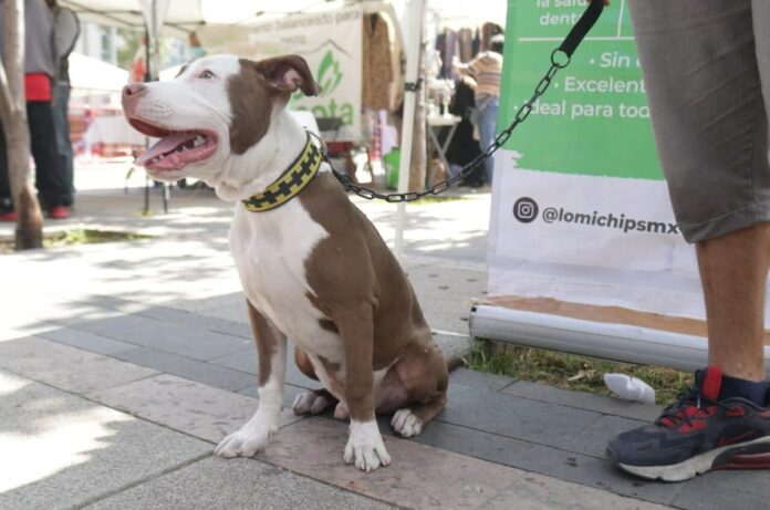 El CanFest 2026 llega a CDMX