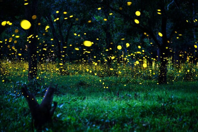Habrá Festival de las Luciérnagas en este recinto del Bosque de Chapultepec
