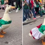 Juanita la Patita se suma al fenómeno viral del Mundial 2026 Juanita la Patita