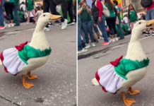 Juanita la Patita se suma al fenómeno viral del Mundial 2026 Juanita la Patita