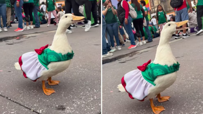 Juanita la Patita Juanita la Patita