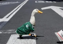 Pato Merlín conquista redes con corrido mundialista Pato Merlín