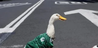 Pato Merlín conquista redes con corrido mundialista Pato Merlín