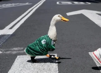 Pato Merlín conquista redes con corrido mundialista Pato Merlín