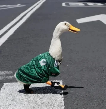 Pato Merlín conquista redes con corrido mundialista Pato Merlín