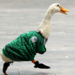 Pato Merlín ya es marca registrada en el IMPI