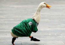 Pato Merlín ya es marca registrada en el IMPI