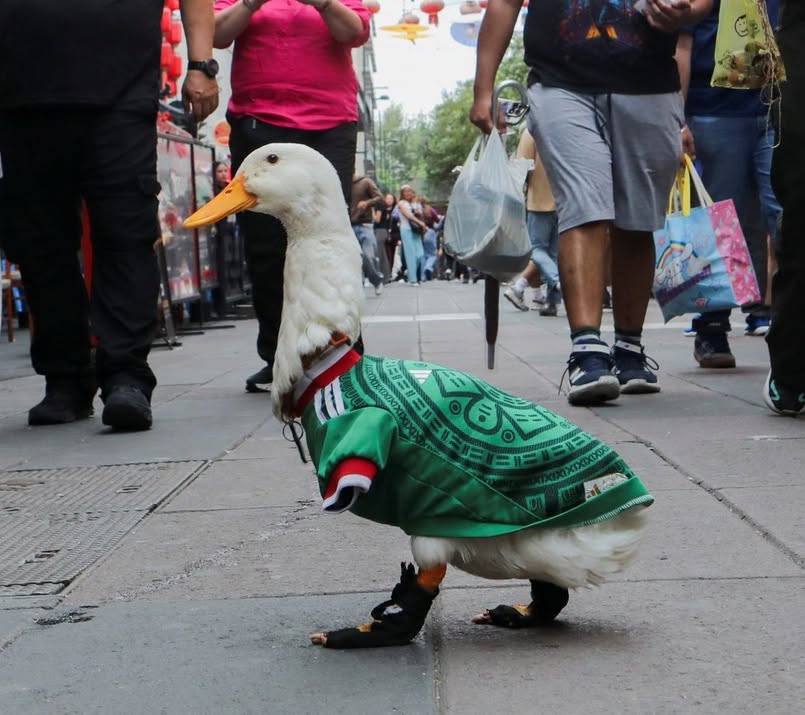 Pato Merlín ya es marca registrada en el IMPI