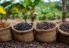 Café robusta retrocede tras tocar máximo de tres meses; El Niño mantiene presión en precios cafe robusta