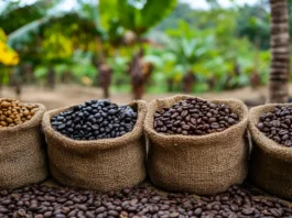 Café robusta retrocede tras tocar máximo de tres meses; El Niño mantiene presión en precios cafe robusta