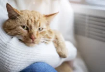 Tener gatos no empeora el asma infantil, revela estudio internacional gatos en casa asma