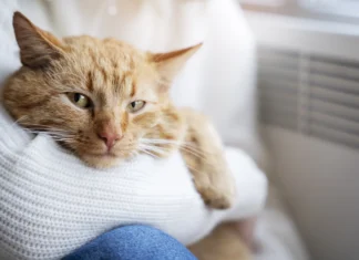 Tener gatos no empeora el asma infantil, revela estudio internacional gatos en casa asma