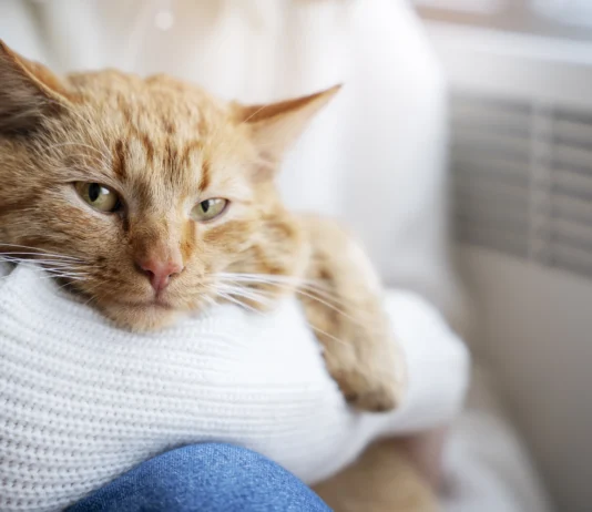 Tener gatos no empeora el asma infantil, revela estudio internacional gatos en casa asma