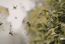 Google busca liberar 32 millones de mosquitos para combatir enfermedades noticias mosquitos infectados google