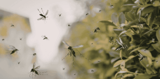 Google busca liberar 32 millones de mosquitos para combatir enfermedades noticias mosquitos infectados google