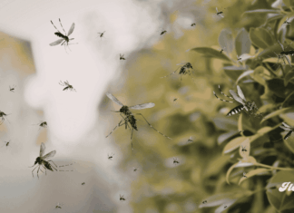 Google busca liberar 32 millones de mosquitos para combatir enfermedades noticias mosquitos infectados google