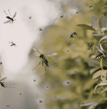 Google busca liberar 32 millones de mosquitos para combatir enfermedades noticias mosquitos infectados google