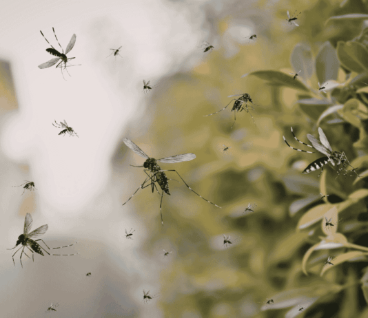 Google busca liberar 32 millones de mosquitos para combatir enfermedades noticias mosquitos infectados google