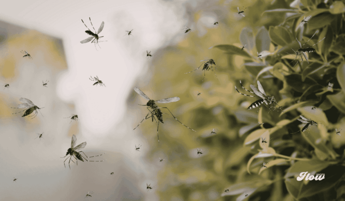 noticias mosquitos infectados google