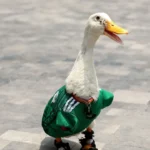 El pato Merlín conquista Canadá: la mascota viral del Mundial 2026 ya cruza fronteras pato Merlín