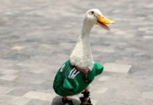 El pato Merlín conquista Canadá: la mascota viral del Mundial 2026 ya cruza fronteras pato Merlín
