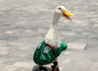 El pato Merlín conquista Canadá: la mascota viral del Mundial 2026 ya cruza fronteras pato Merlín
