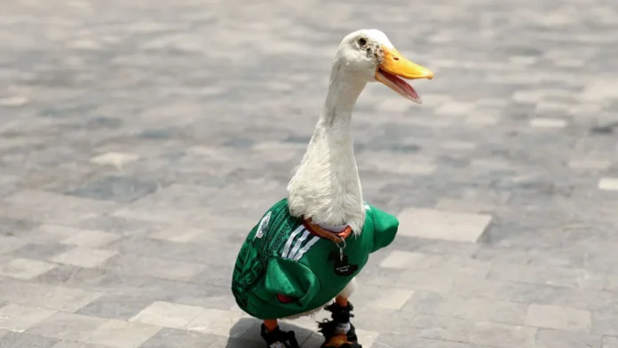 pato Merlín pato Merlín