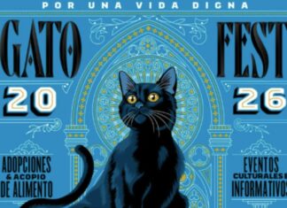 Gato Fest 2026 en CDMX: adopciones, talleres y actividades para ayudar a refugios felinos Gato Fest 2026 en CDMX: adopciones, talleres y actividades para ayudar a refugios felinos
